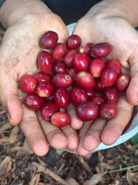 Direct Trade: Vom Baum in die Tasse